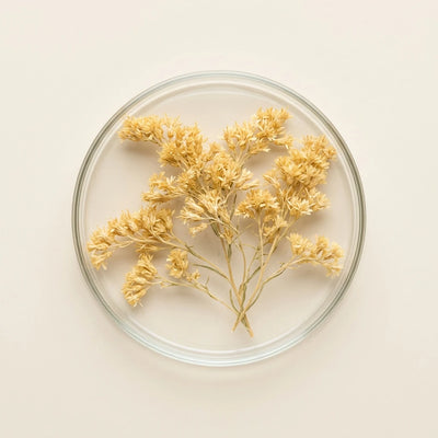 Rehmannia Glutinosa
